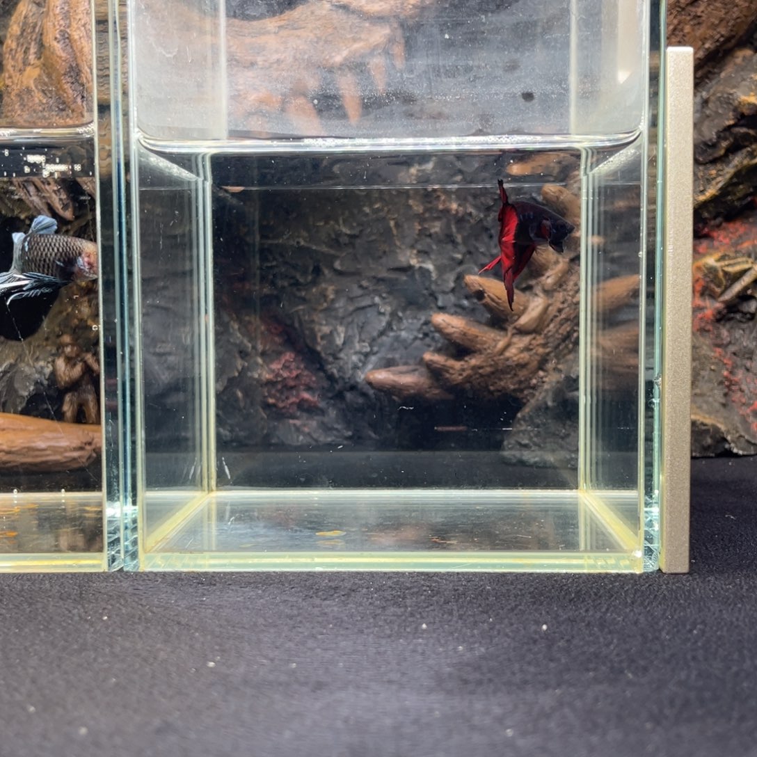 斗鱼十一月十五日竞价