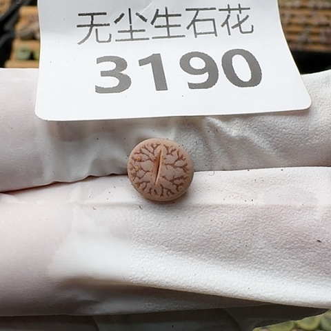 就****儿3190，阿波罗脱土发货