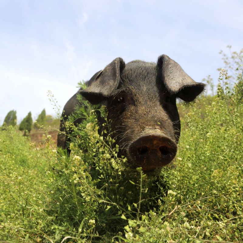 皖南农家土黑猪现称链接