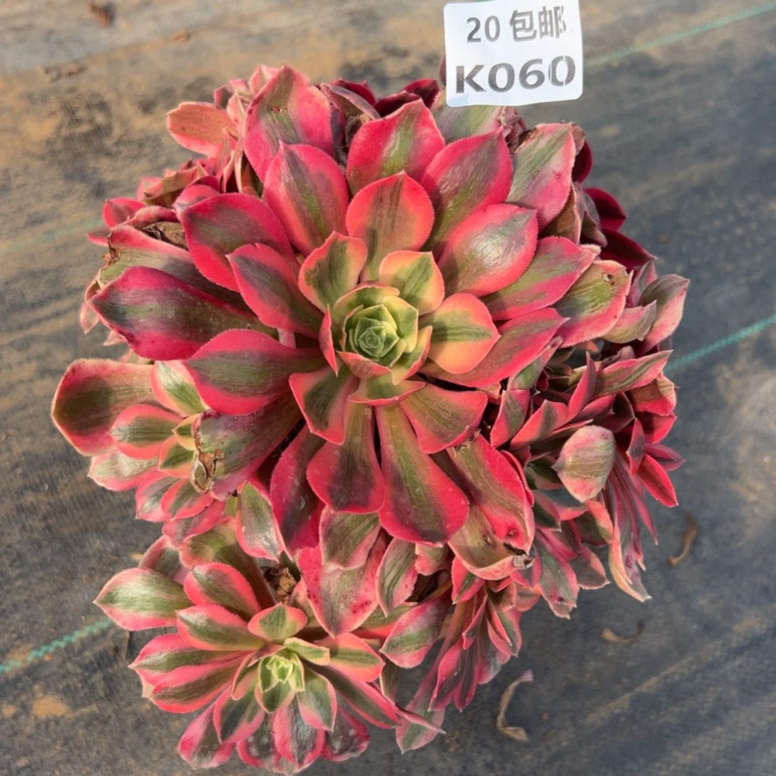 牛***）060女妖，多肉法师