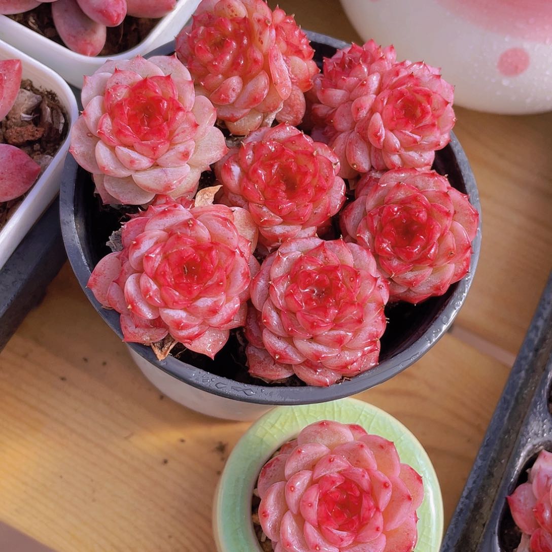 量拍72号 糖心天鹅绒单头双头混发7个