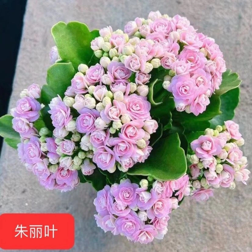 朱丽叶，110原盆原土仙女粉