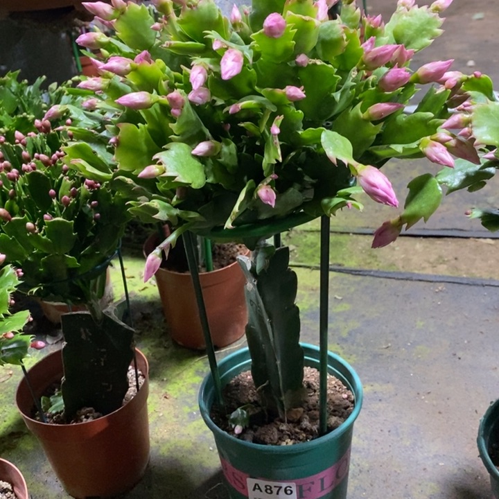 当前无花栽培后可以开花小*876嫁接073
