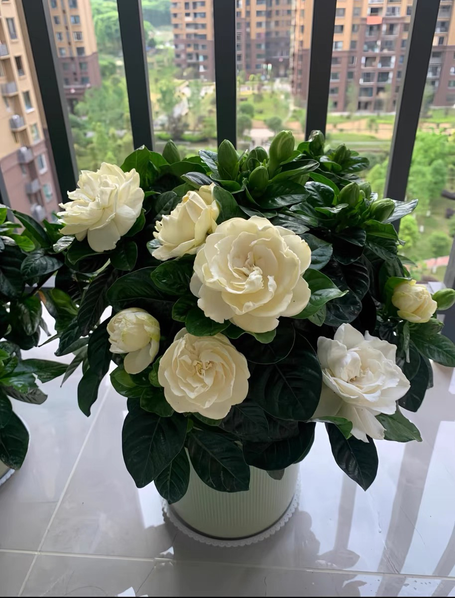 栀子花盆栽带花苞浓香客厅四季开花卉植物办公室桌面好养绿植