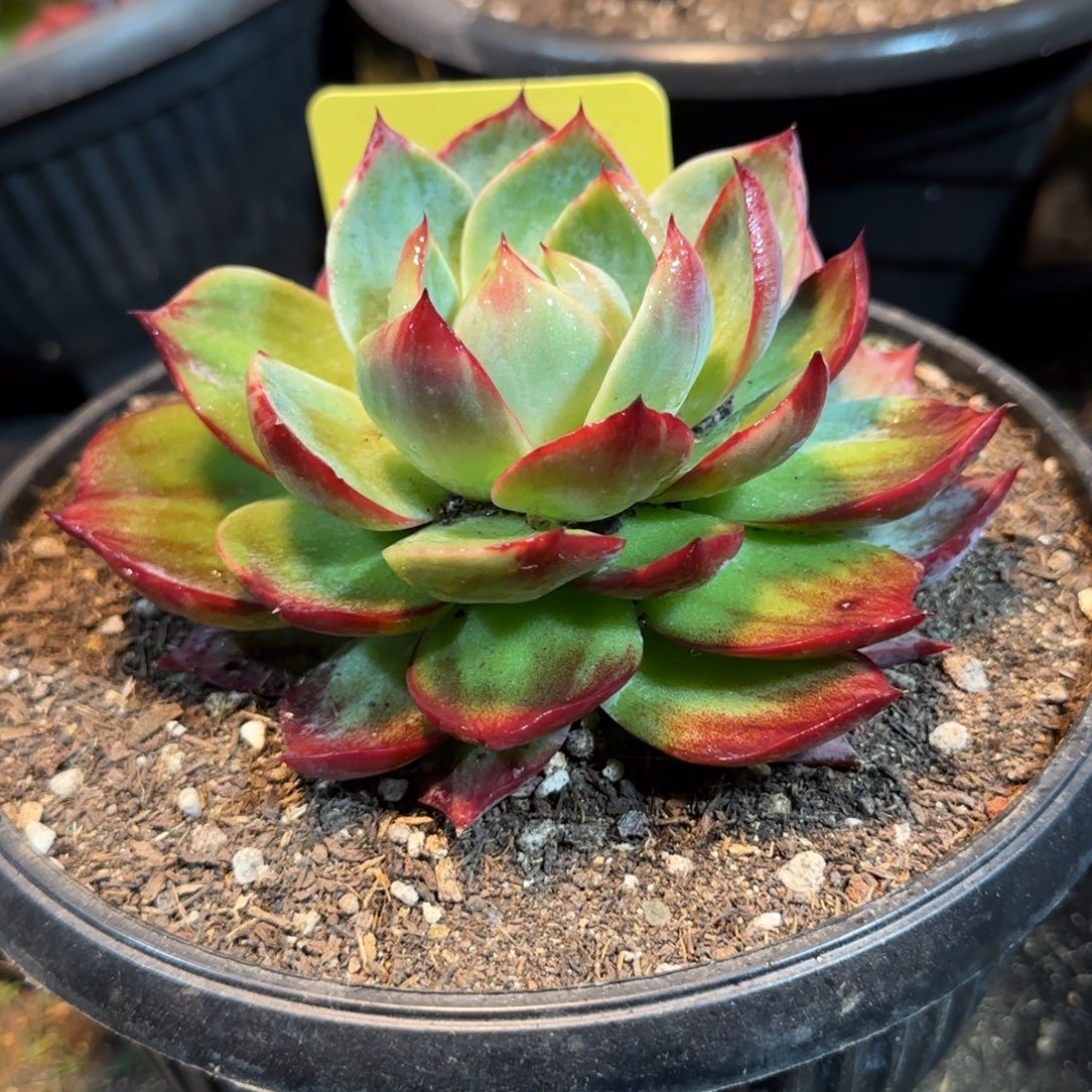 惊鸿一物一拍包装收缩花旱315