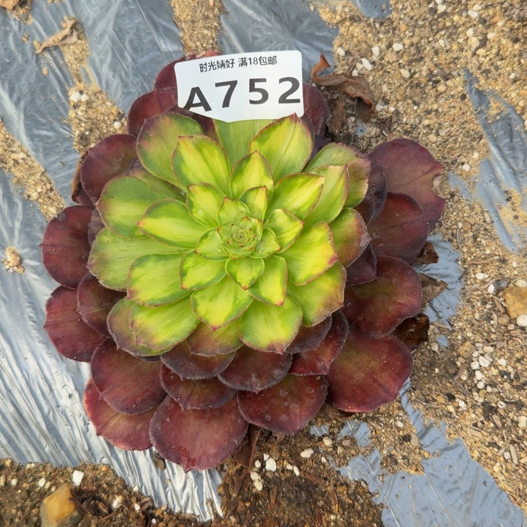 752锦鲤。多肉植物