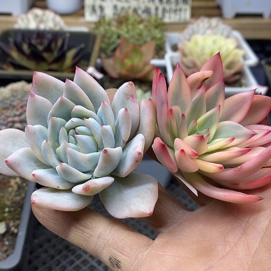 子*02151 原始粉蓝鸟覆轮锦头盖加幽鬼覆轮锦头盖