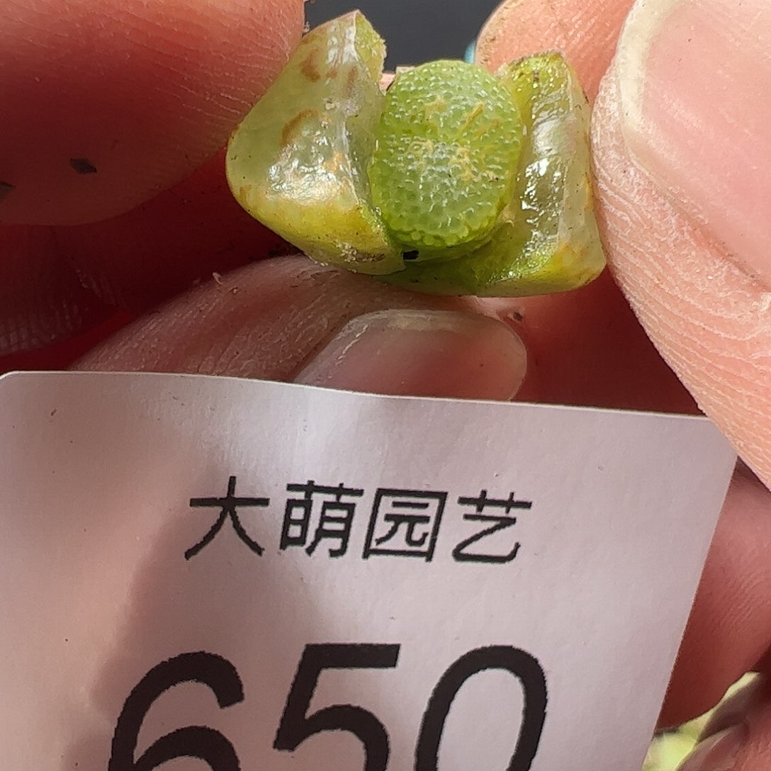 0000650 一物一拍……