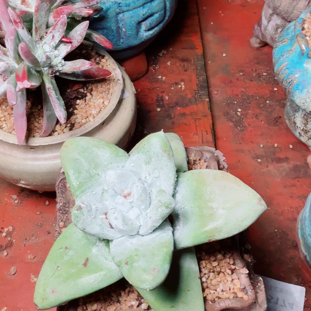 1259拇指仙女杯多肉