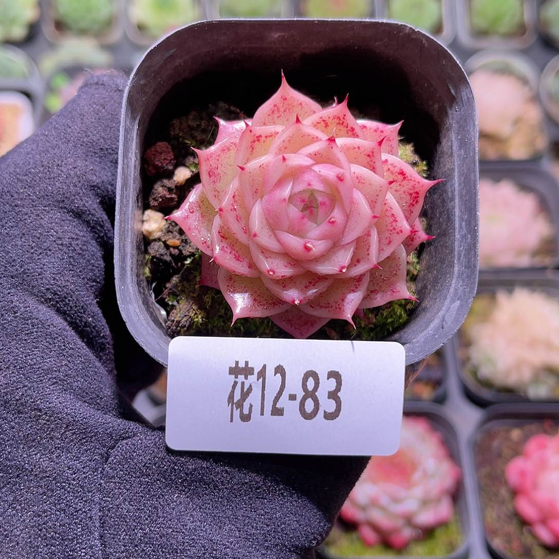 花利美12-83麦秆单头