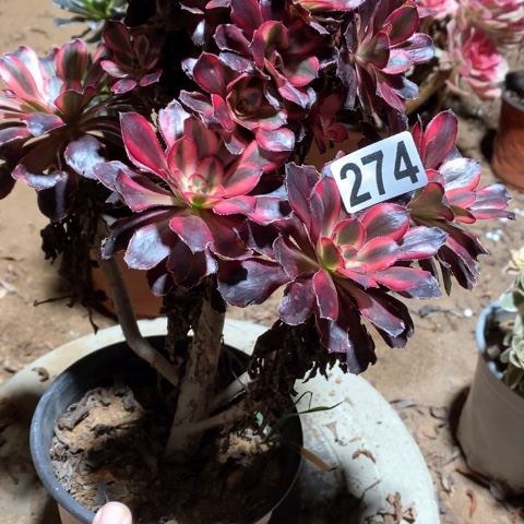 爆***了274香奈儿十八包邮偏远勿拍