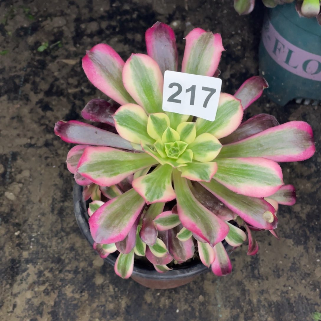 217号美杜莎手捧花