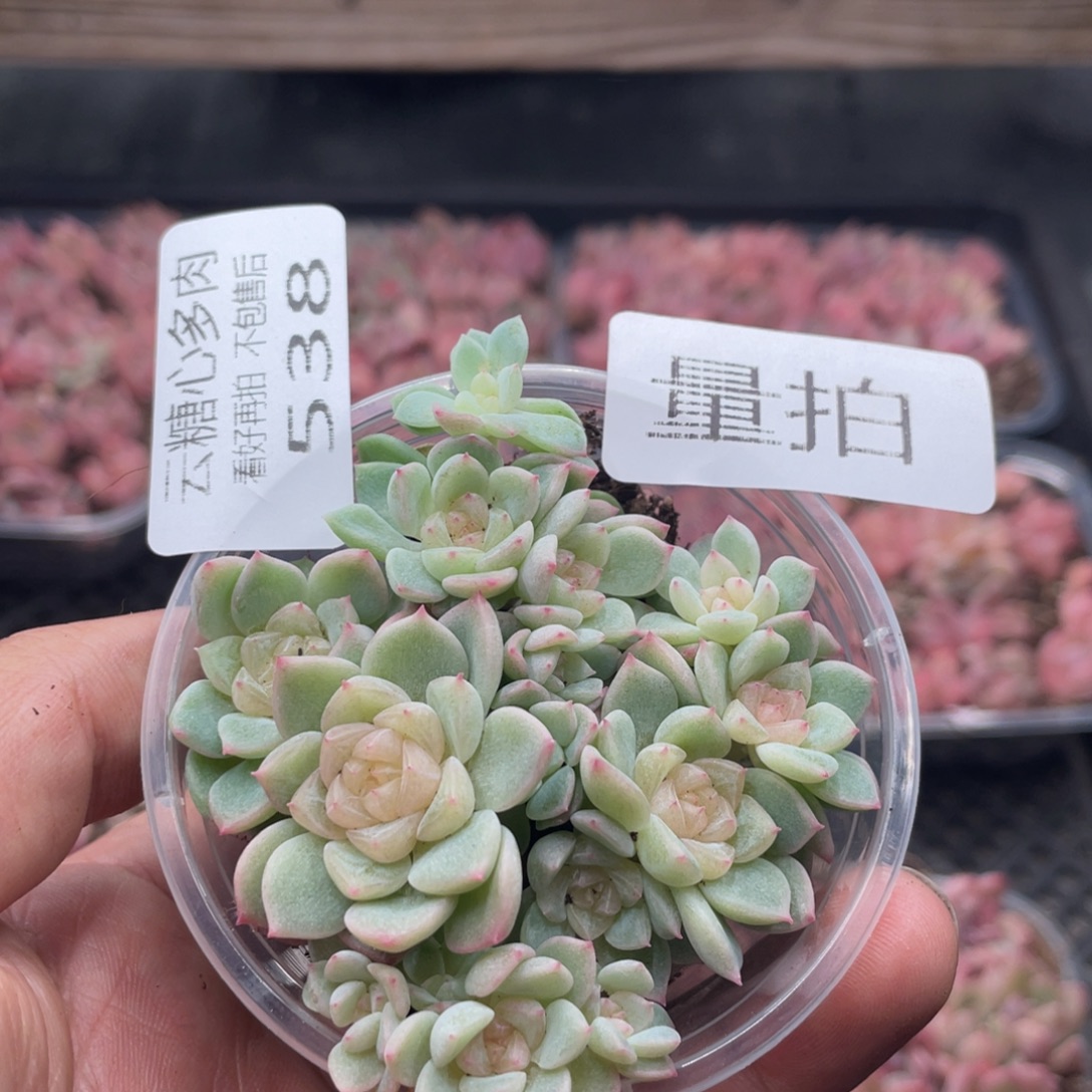 云糖心多肉植物538