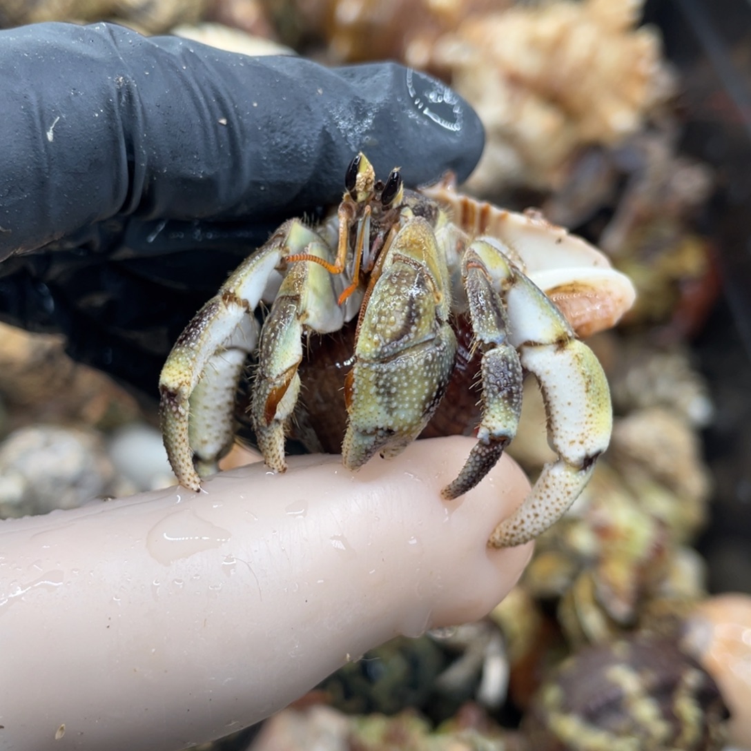 不退不换活体宠物156