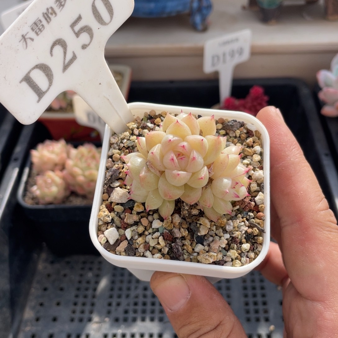 250麦秆不带盆5厘米啦啦