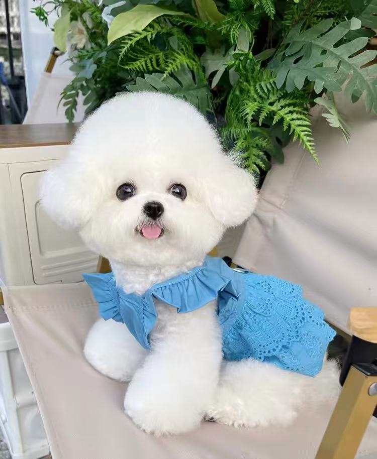 带你挑选狗狗书籍