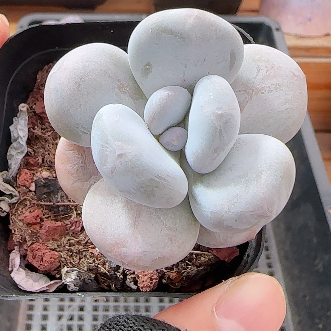 多肉1001--183奶酪系列