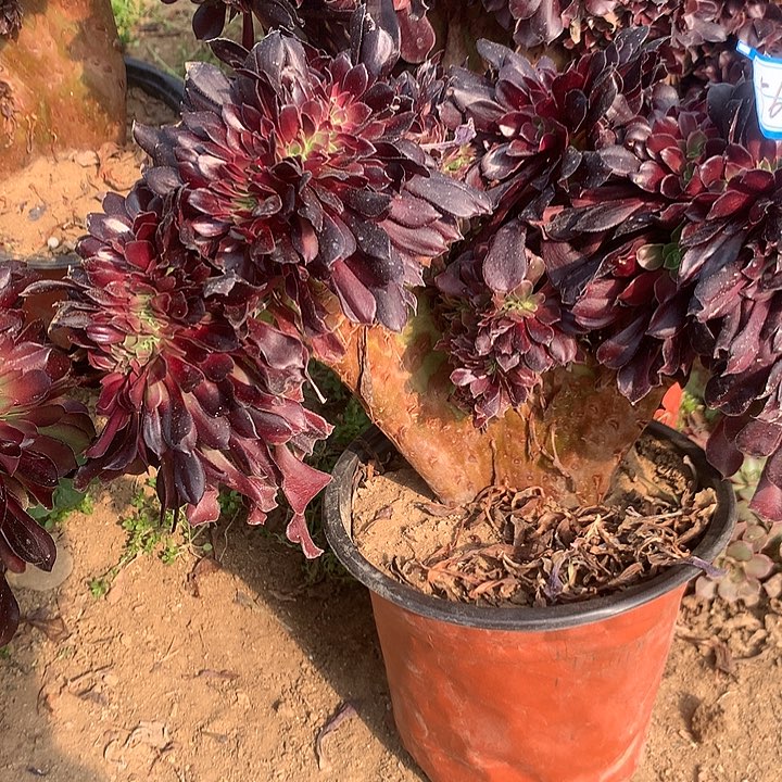 欧缀多肉植物560