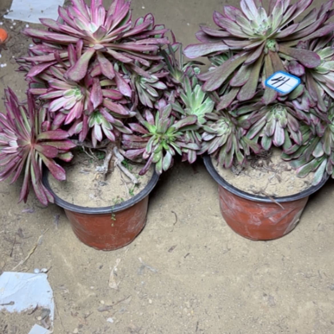 【闪购商品】多肉植物处理不售后41