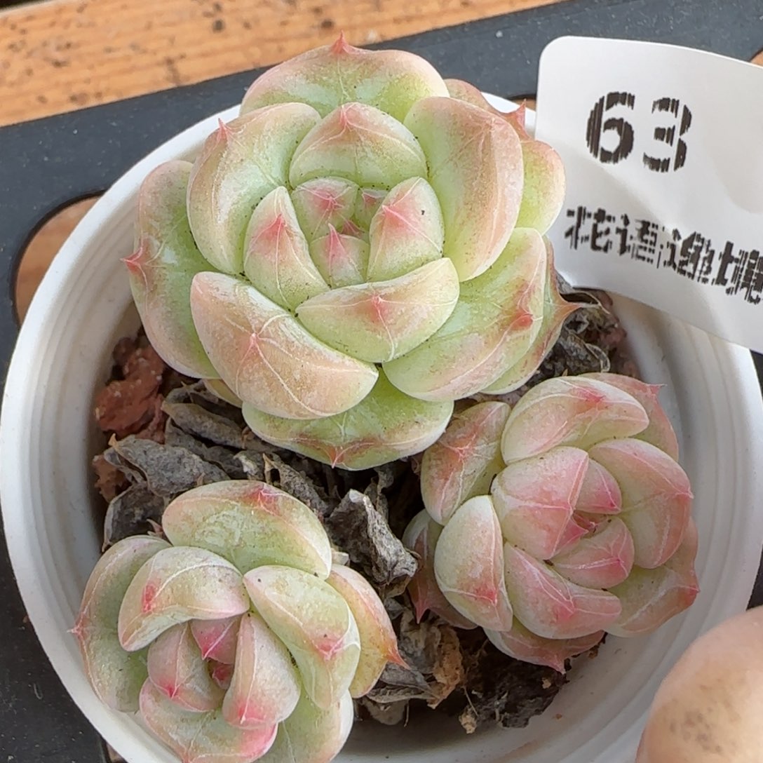 花语逸境0214-63