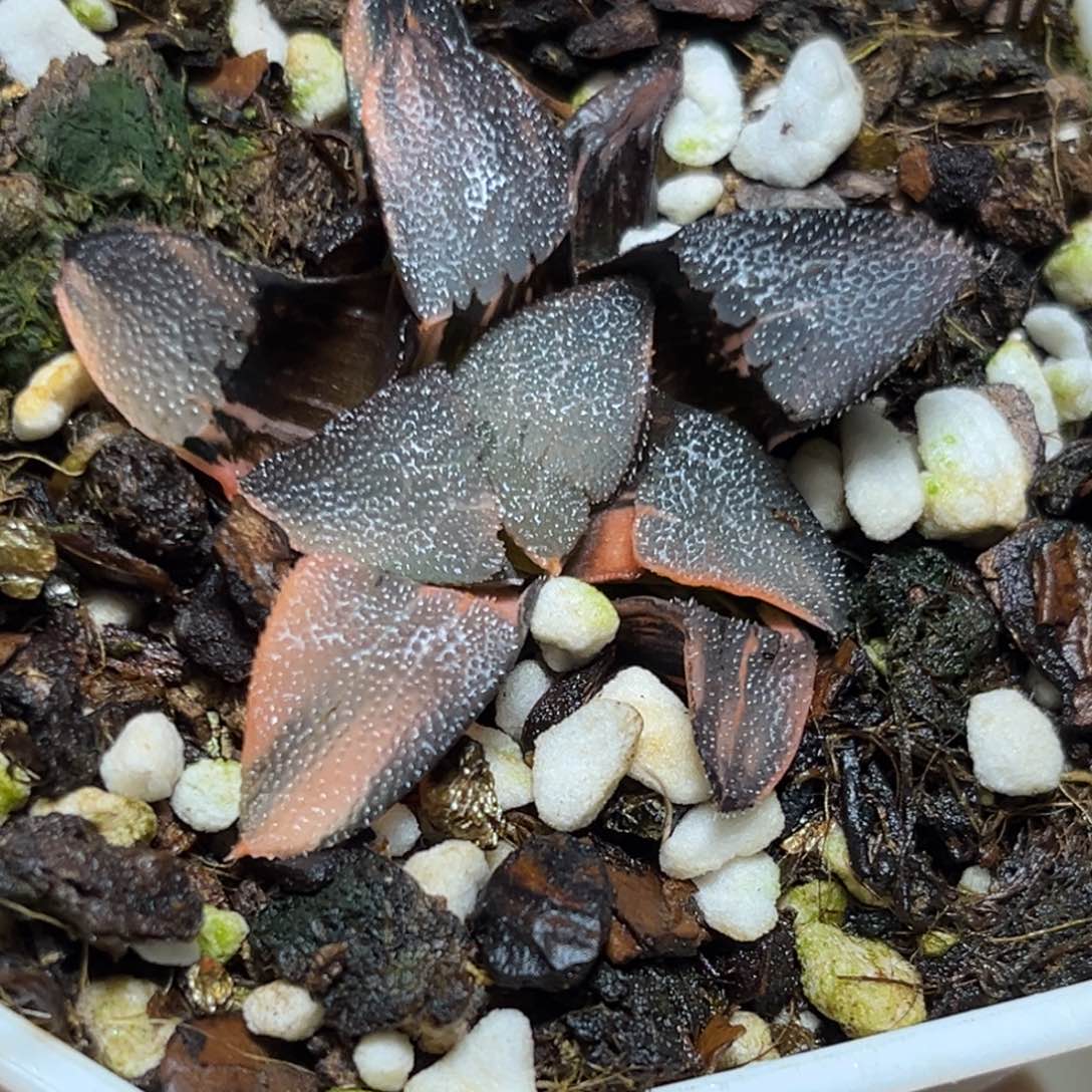 恭喜发财大吉大利0063