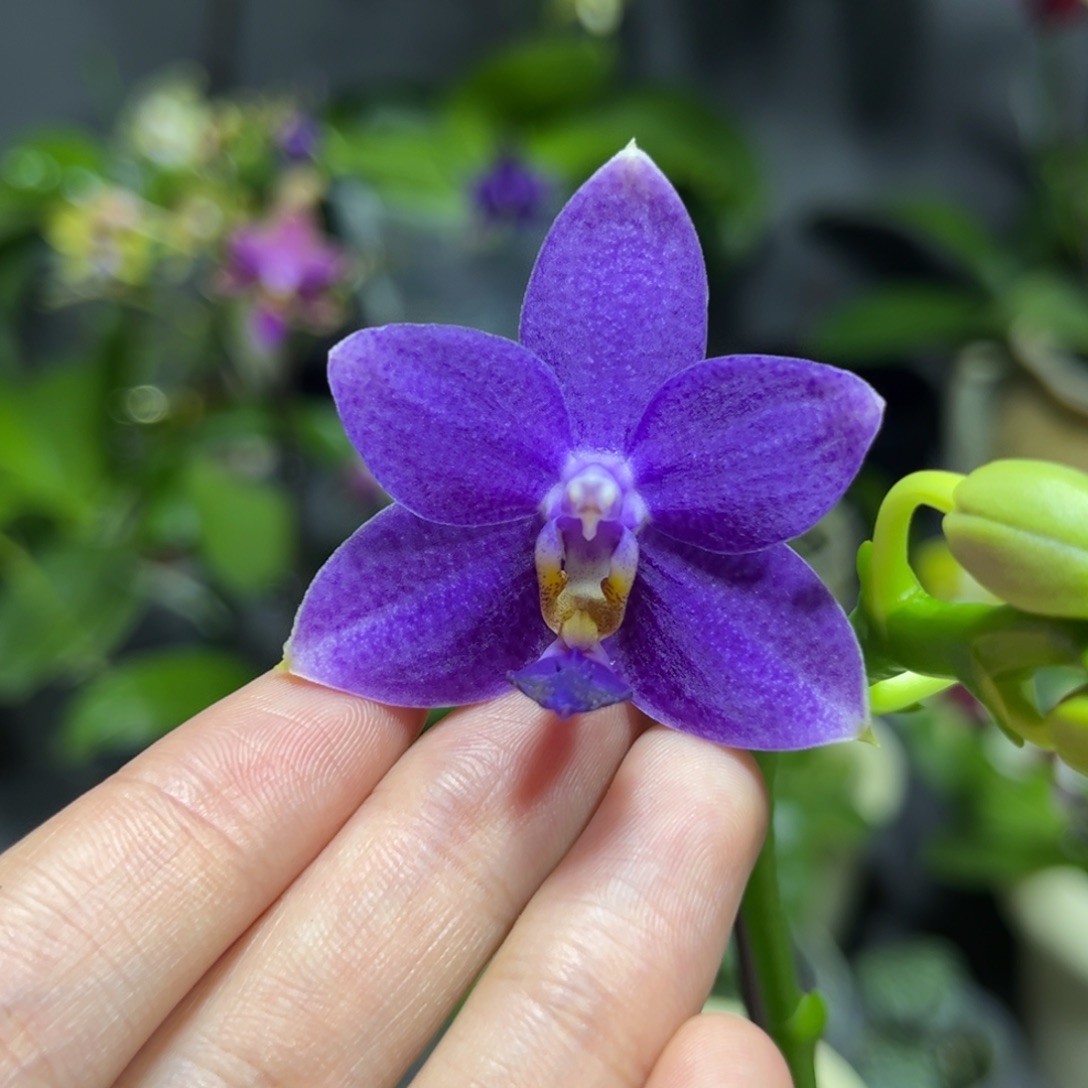 完全开放3.5寸柳林蓝星开花株
