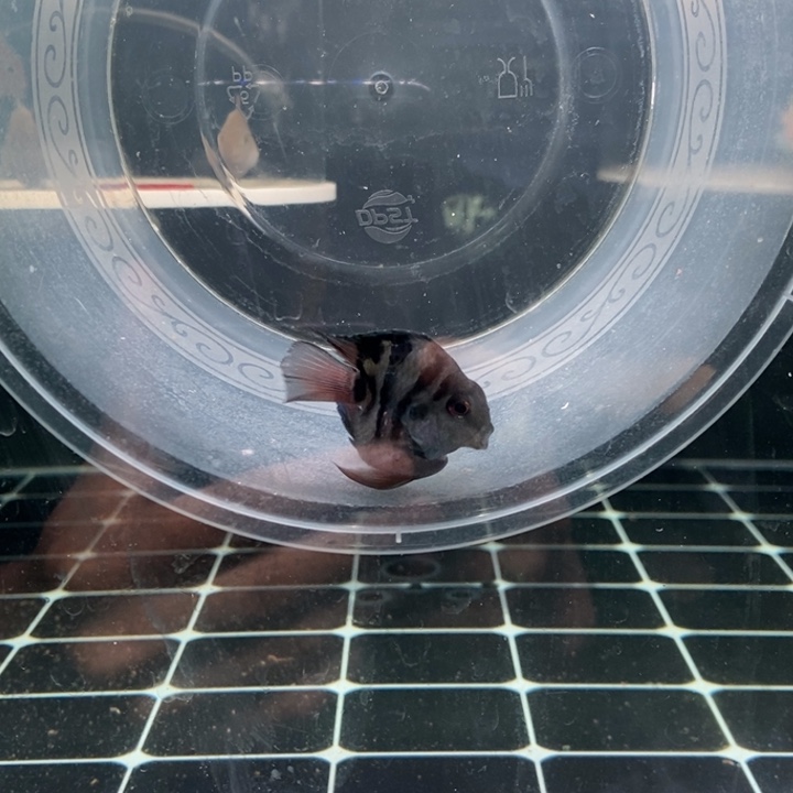 哎***玩鹦鹉鱼看我哥面子168