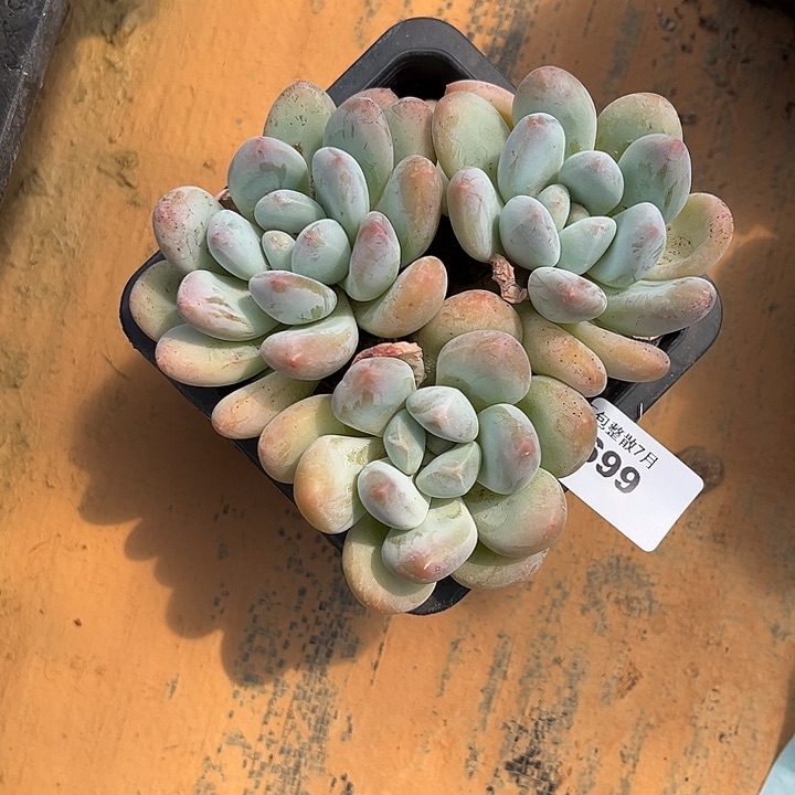 阿雅园艺。   2699