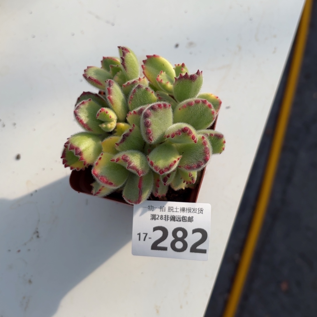 白熊多肉多肉多肉多肉