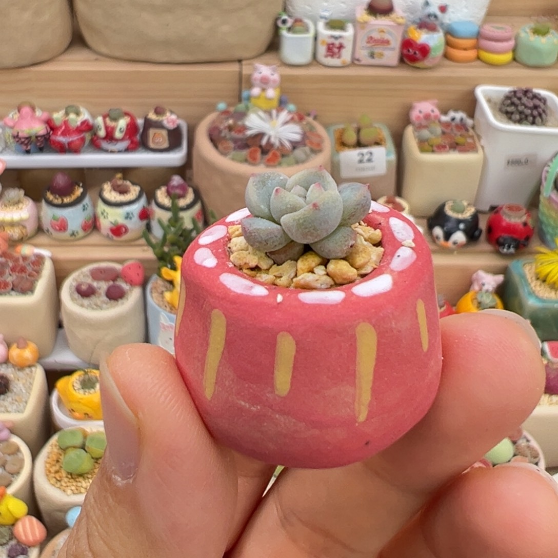 多肉植物53好拇指盆