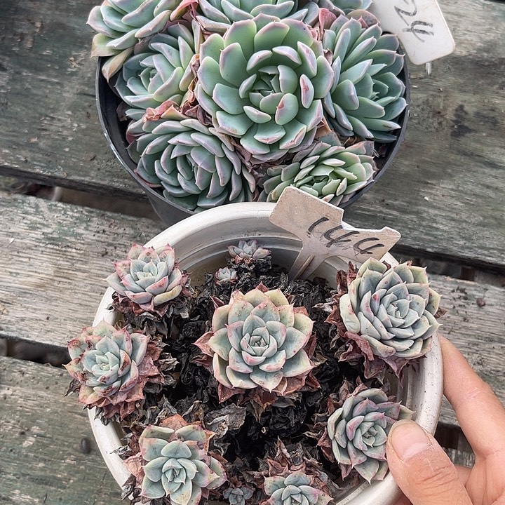 两单包邮，一物一拍，24,144不售后