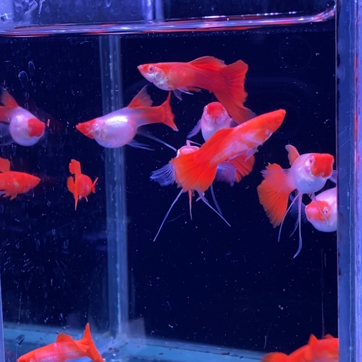 孔雀鱼红头飘5对孔雀