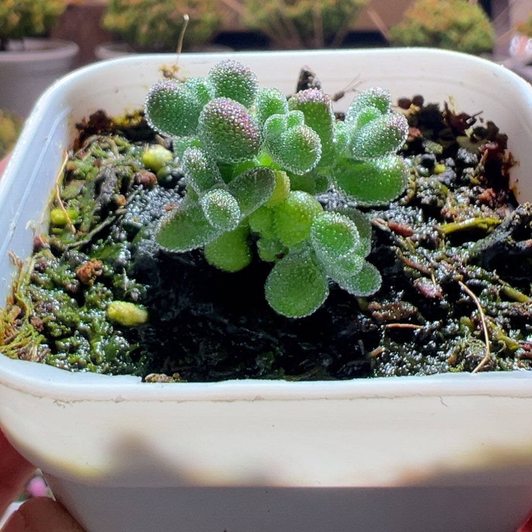 508超级莱斯一物一拍包开箱