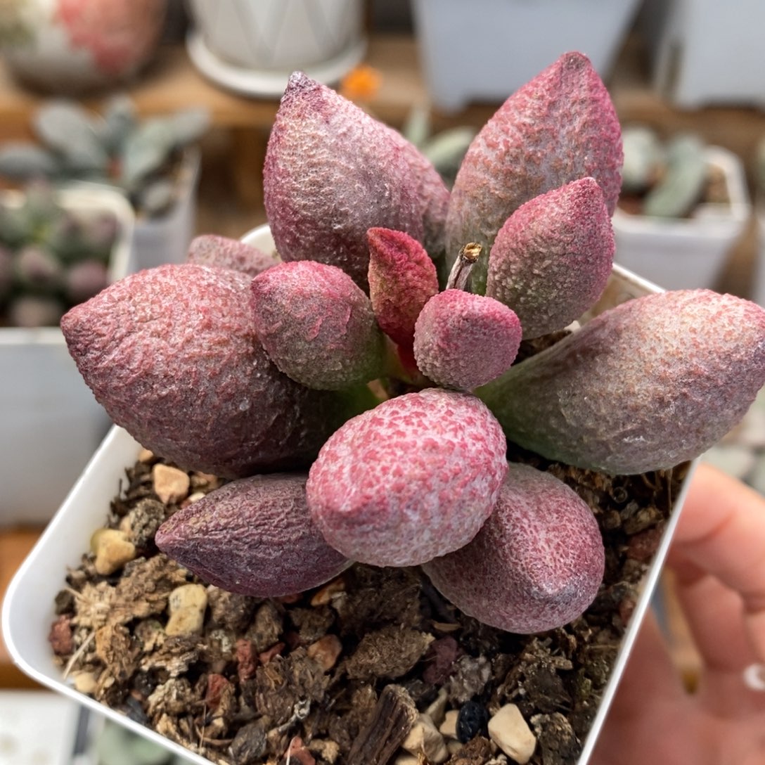 腹部水泡多肉植物