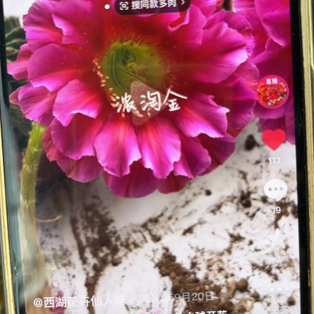 浓桃斤侧牙20包邮仙人球42