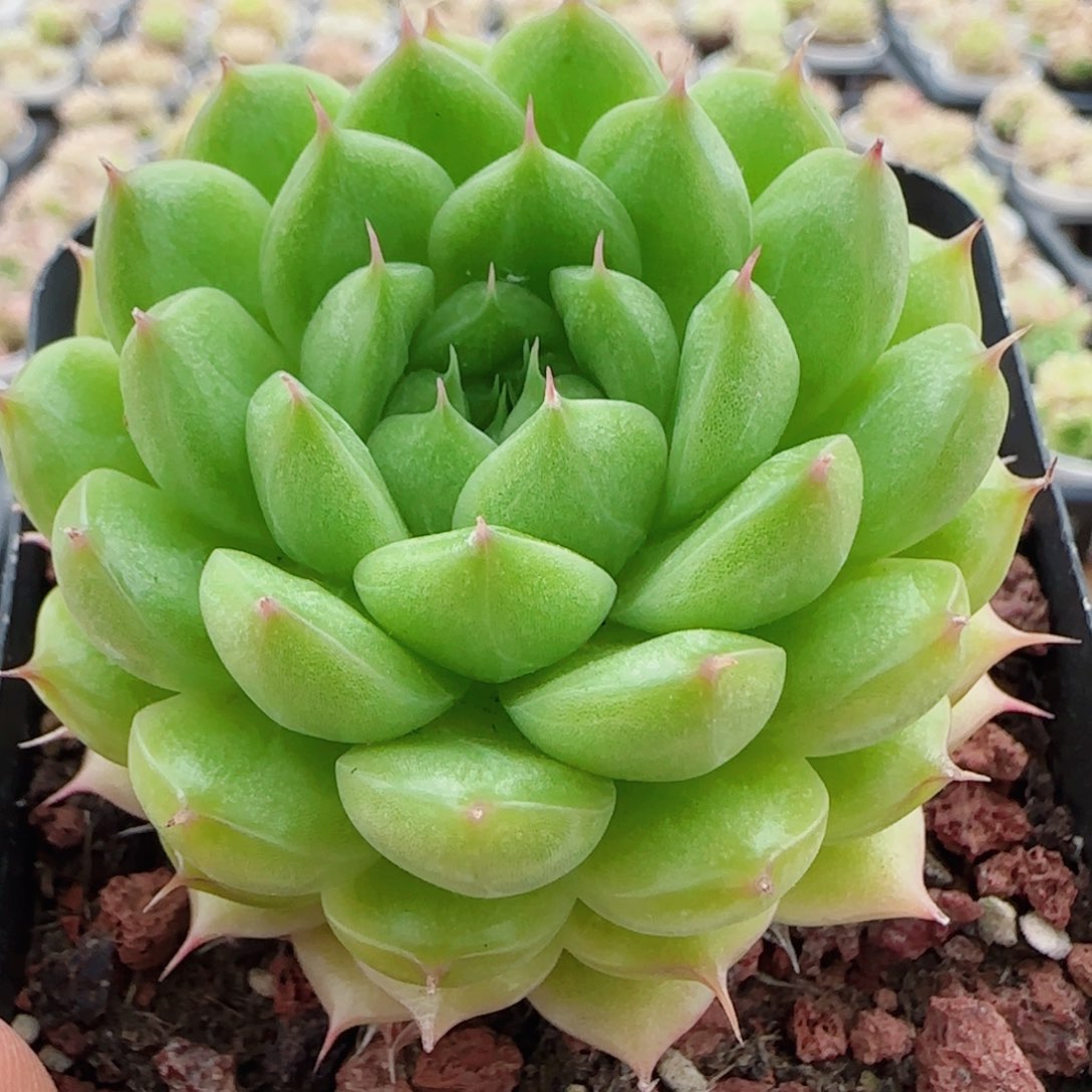 花语逸镜0525-84