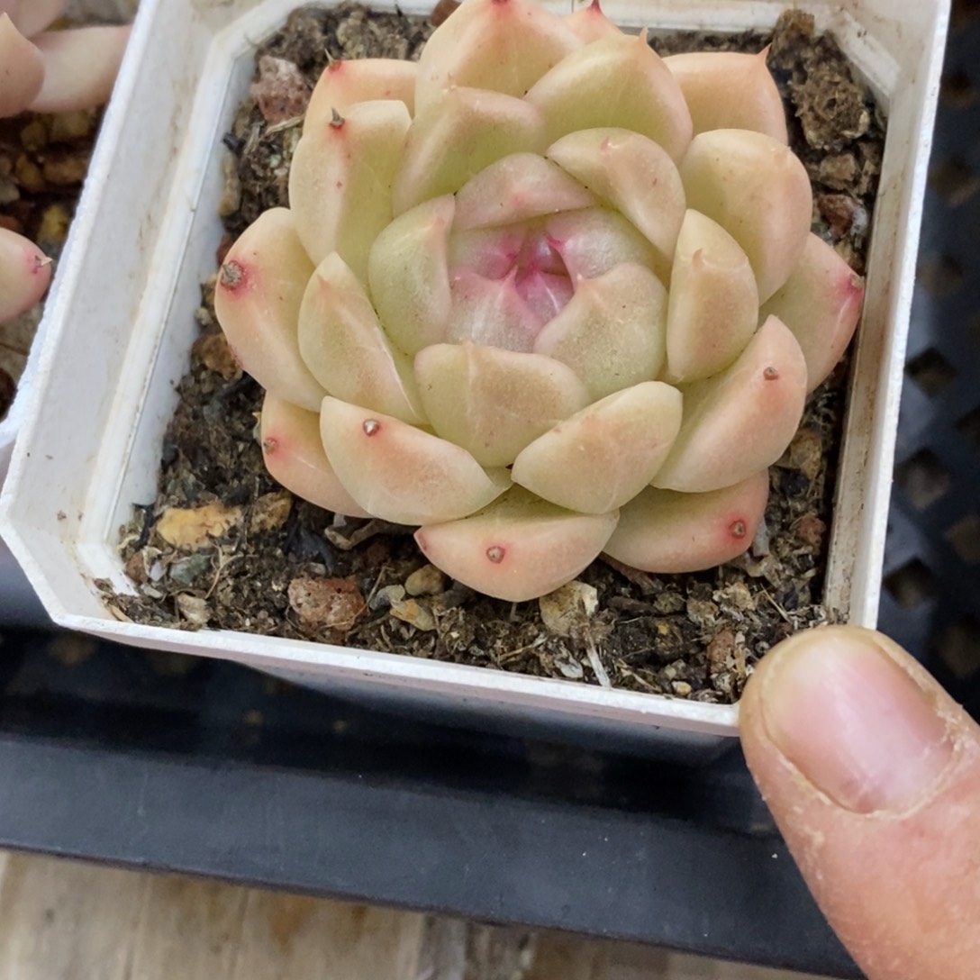 精品肉一物一拍不包整104