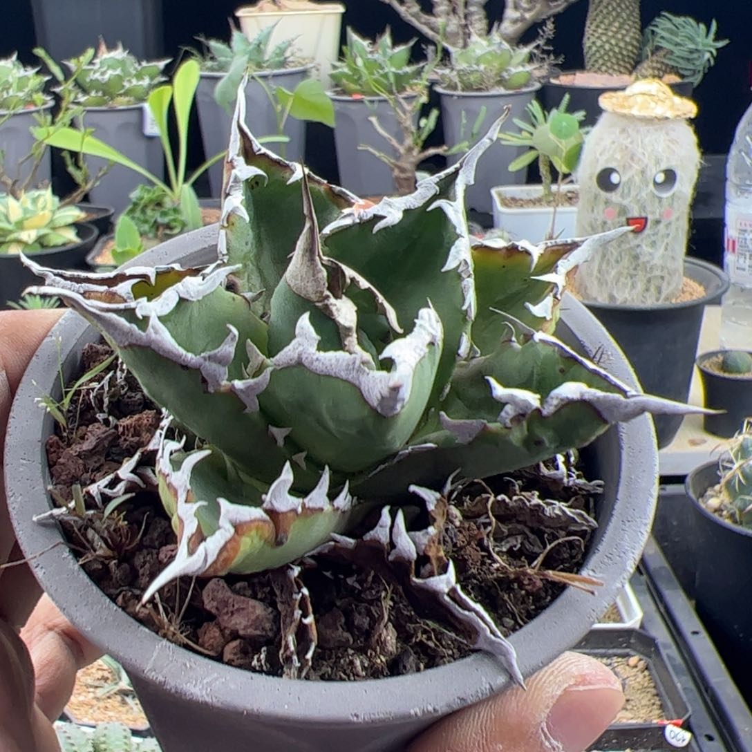 老白鲸龙舌兰一物一拍带盆发