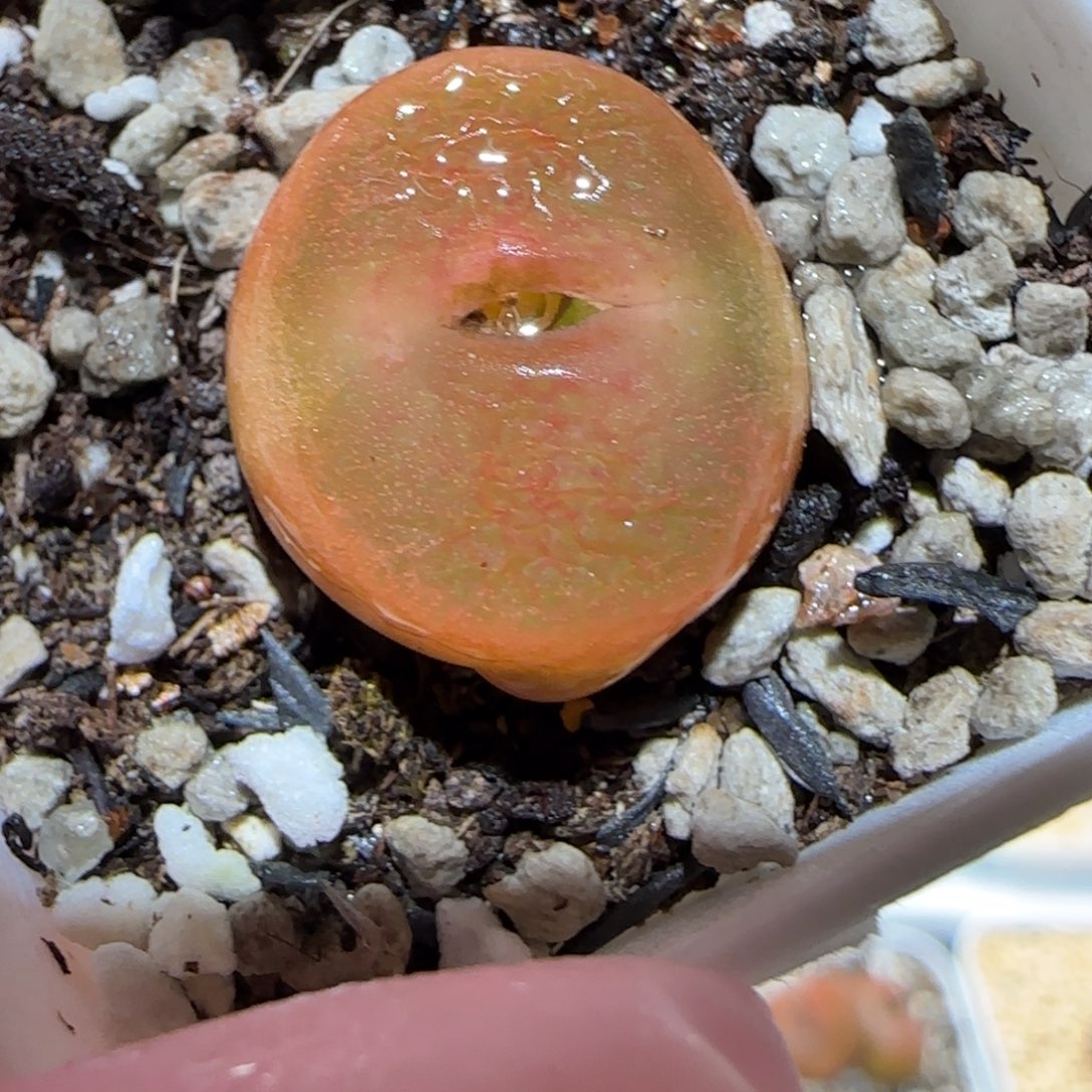 肉锥多肉植物百科5-水蜜桃574