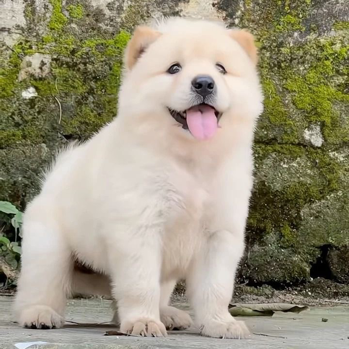 【广西田园犬】上上签土松犬铁包金活体通用链接
