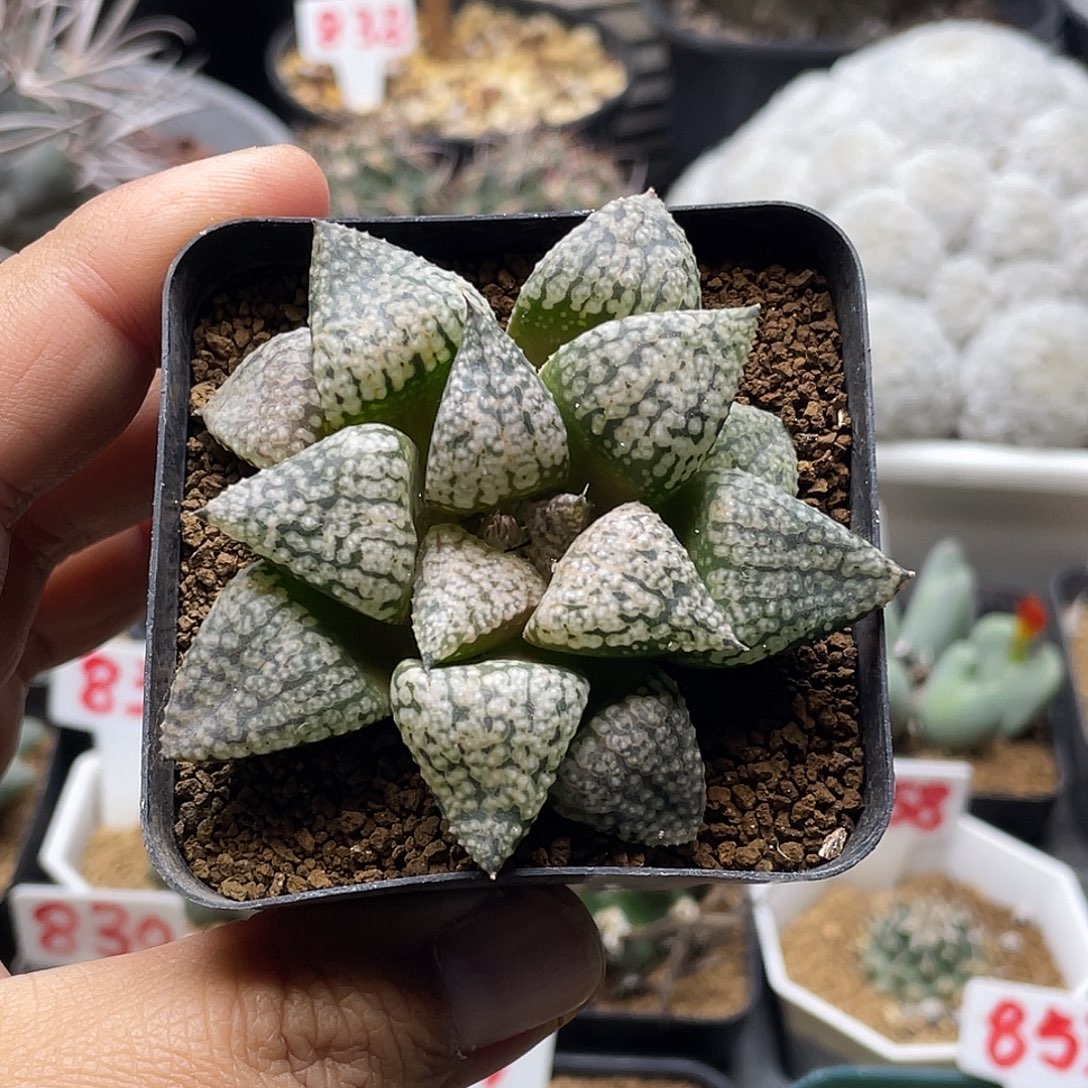 实生短叶白银 带盆土包邮