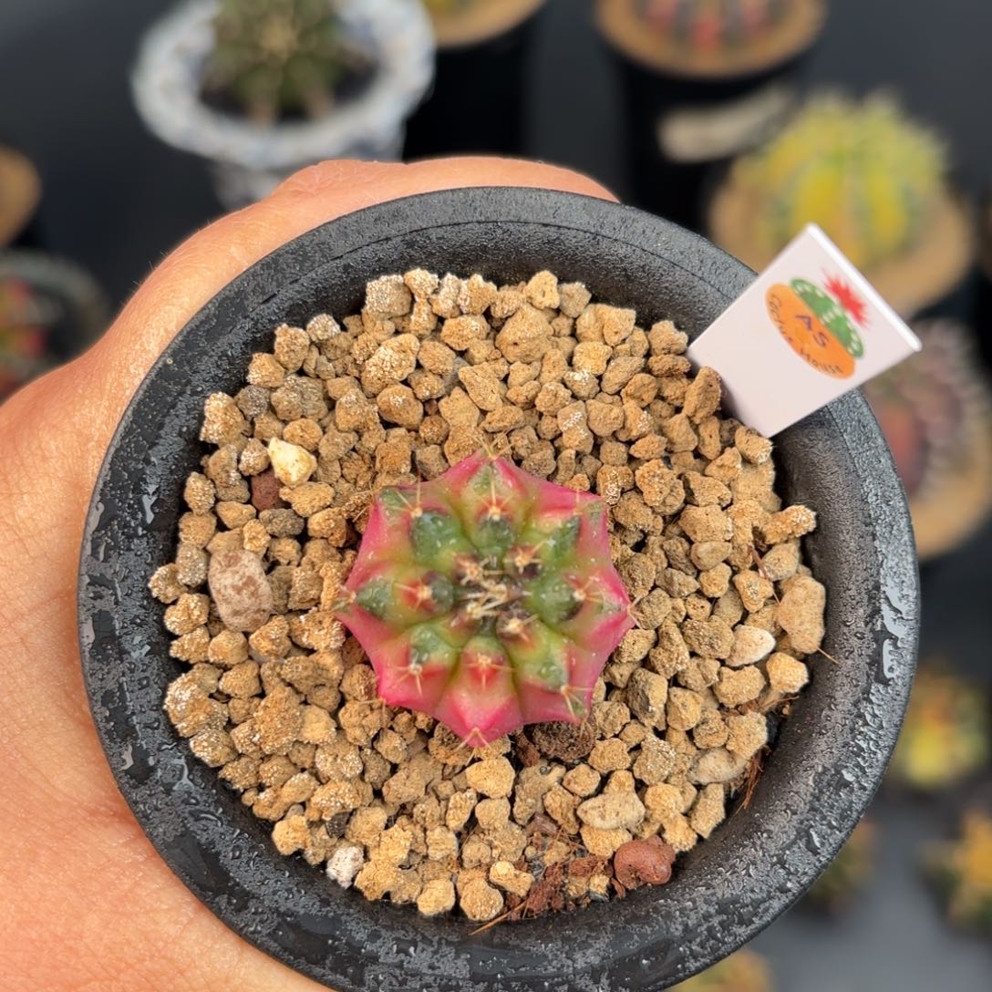 泰系米哈仙人球800