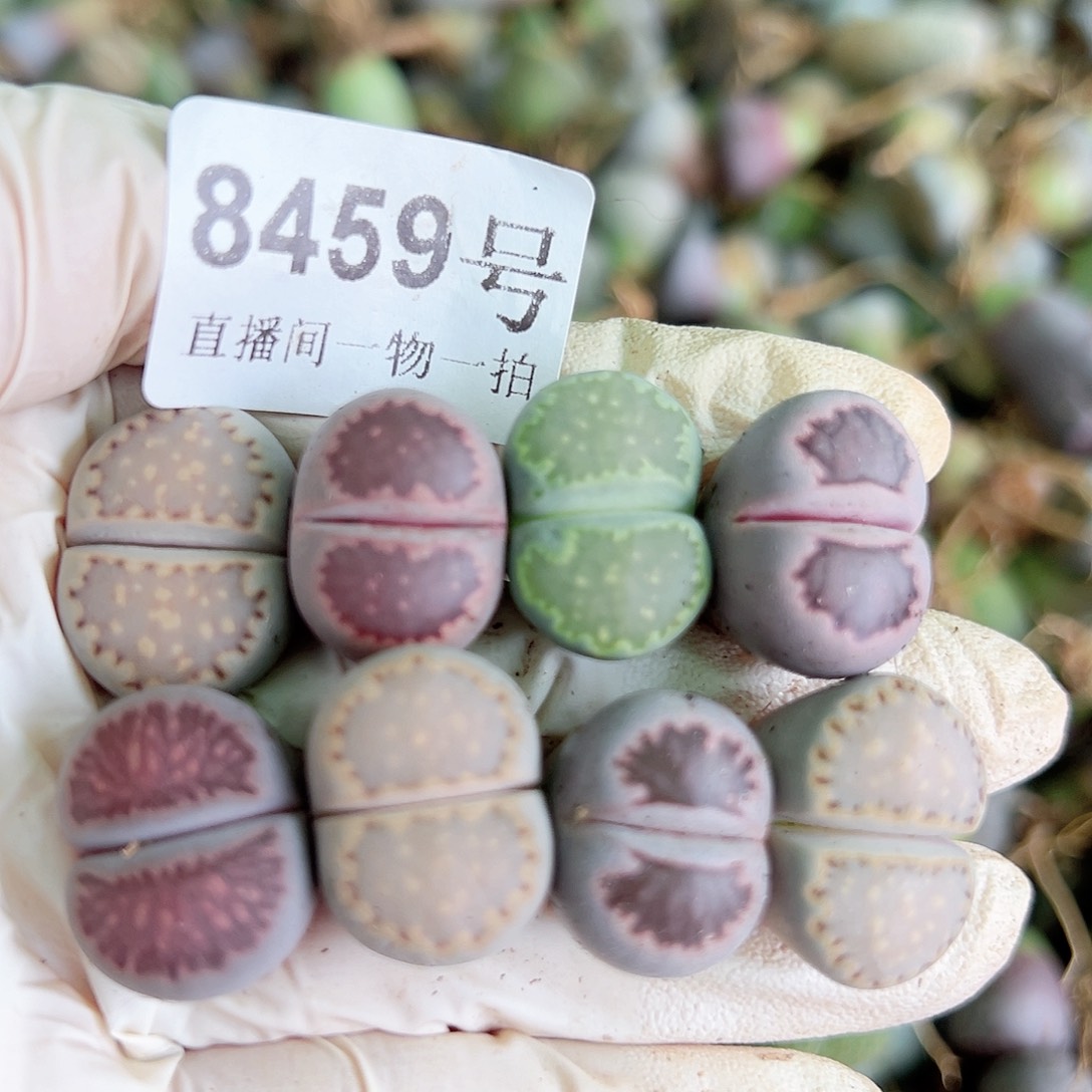 8459四年彩饼干紫菊共8个1.6cm左右