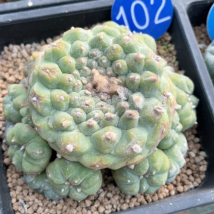 仙人球落地群生102