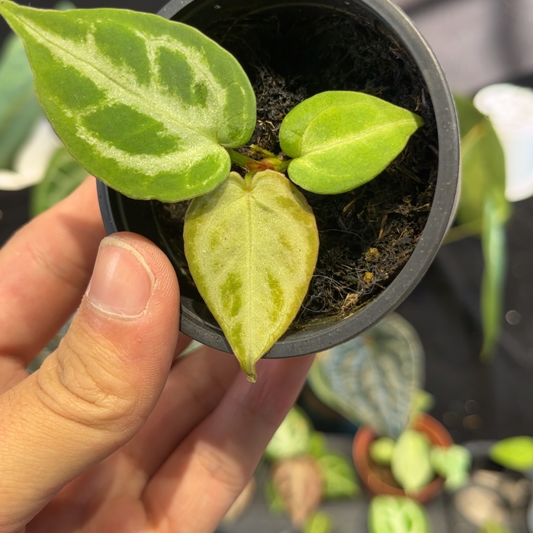 不开花植物银虎杂银刷子