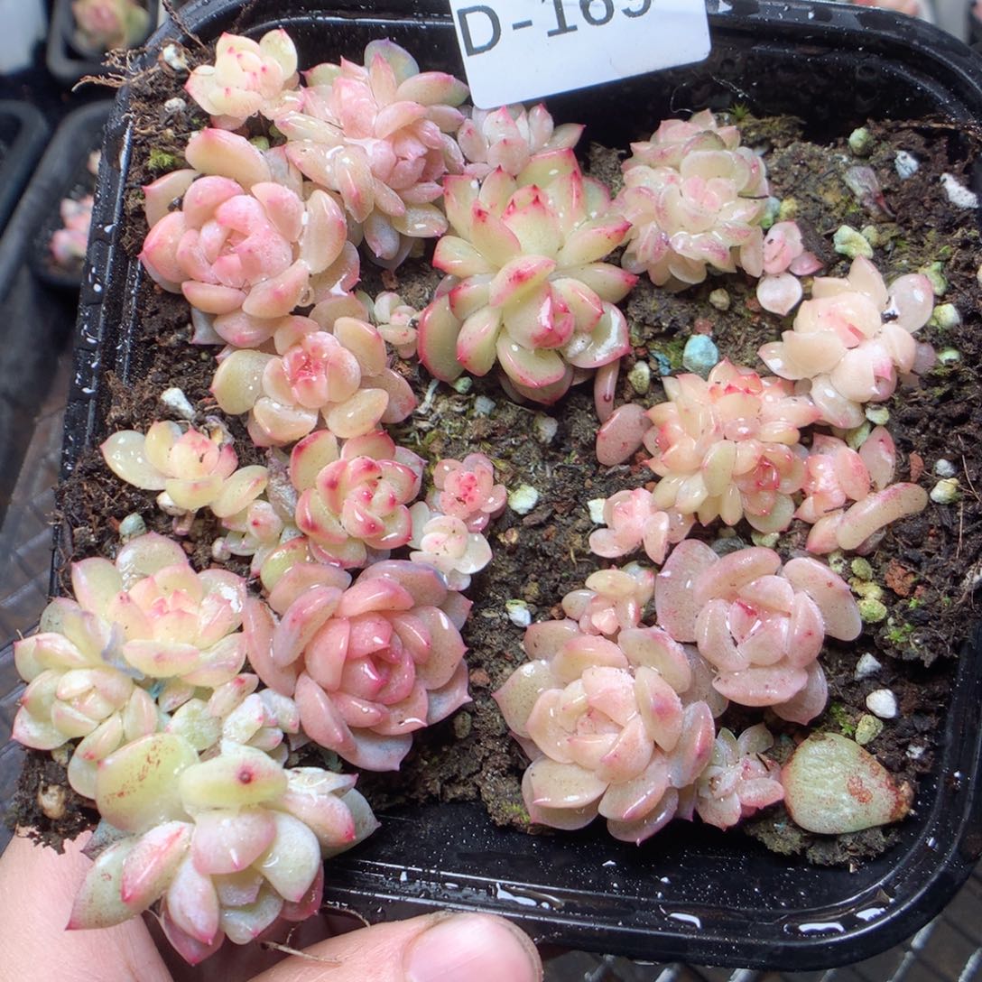 无花朵D169。yyyyyyyy