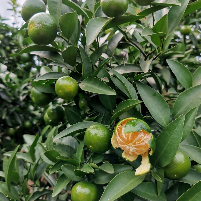 清香橘湖南清香蜜桔纯甜无酸茶橘高山现摘水果青香小橘子