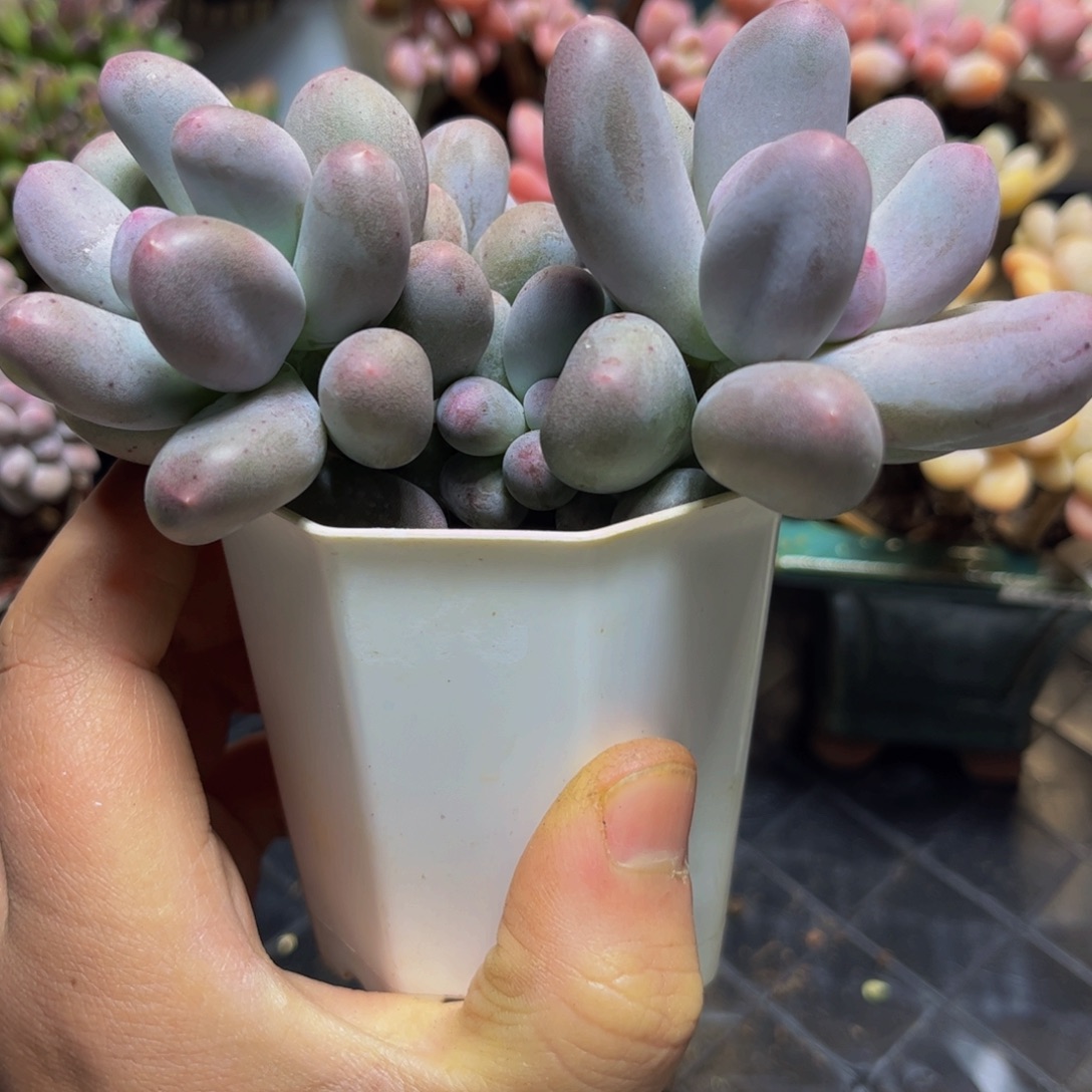 1309米可奶酪11厘米