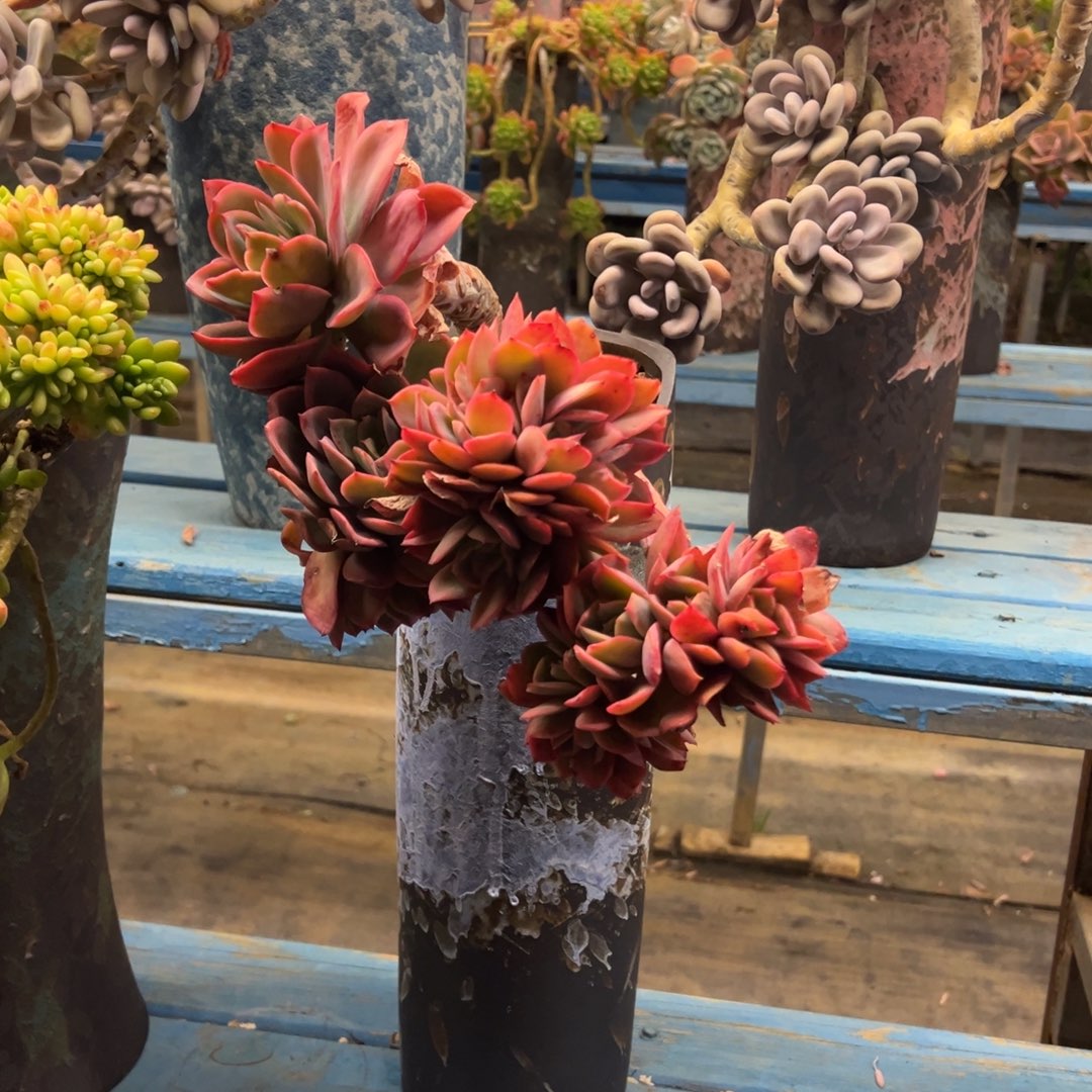 精品绮罗飘枝 裸根