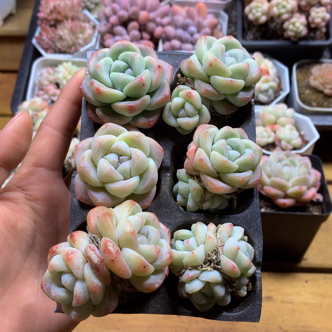精控冰玉组合一物一拍